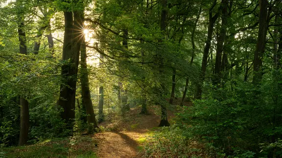Ein grüner Wald mit dichten Bäumen durch die das Licht der Sonne scheint.