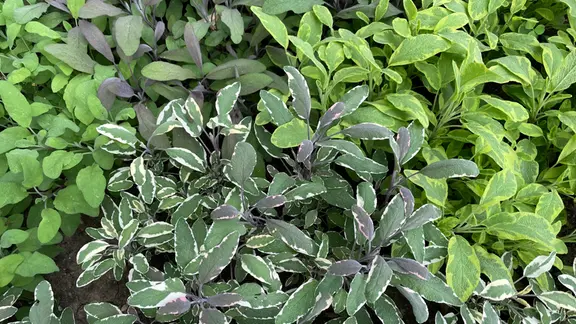 Thymian: Fnf geniale Ideen, das Kraut im Garten zu pflanzen | mdr.de