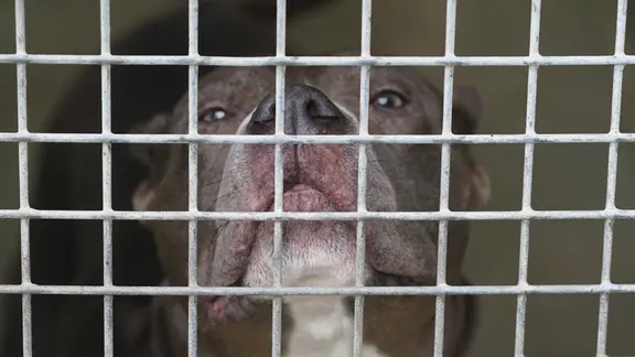 "Bailey", ein American Staffordshire Terrier Mischling, steht in seinem Käfig im Tierheim Süderstraße. Tierschutzorganisationen wollen am Freitag mit einer Demonstration auf ihre Nöte aufmerksam machen. Zuvor hatten sie einen Zehn-Punkte-Plan vorgelegt, in dem sie unter anderem den Neubau des Tierheims Süderstraße und eine Umlegung der Hundesteuer fordern. (zu dpa "Nach Aufnahmestopp - Behörde will Rückgabe von Hunden beschleunigen")