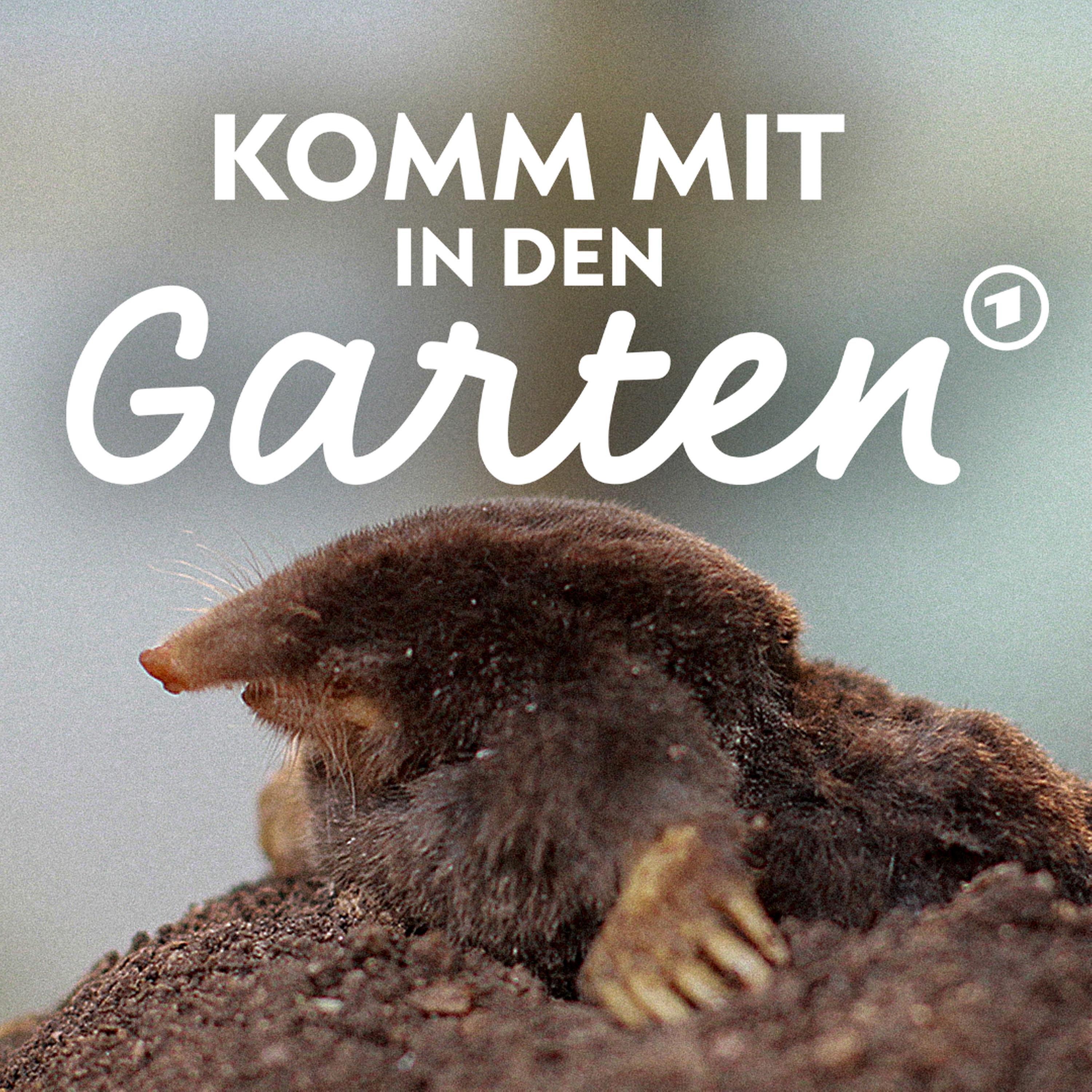 Maulwürfe - nützliche Helfer im Garten episode artwork