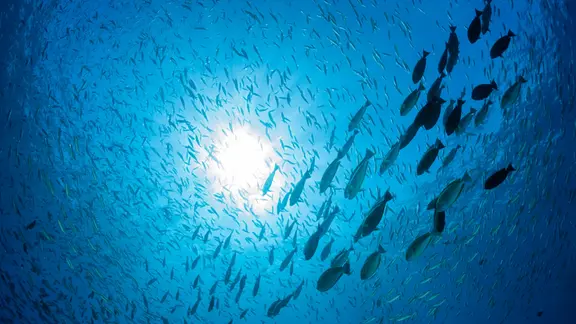 Fische im Meer