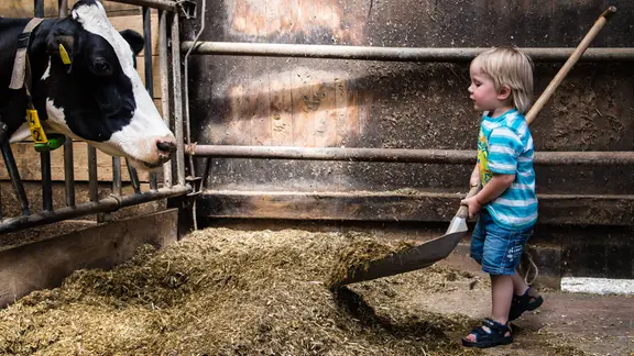 kleiner blonder Junge in gestreiftem Shirt und Jeansshorts schiebt mit einer großen Schaufel Heu und Stroh in einem Kuhstall zusammen. Links steht eine schwarz-weiße Kuh mit gelben Ohrmarken hinter einem Metallgitter und beobachtet ihn. Der Stall hat Holzwände und der Boden ist mit verstreutem Heu bedeckt.