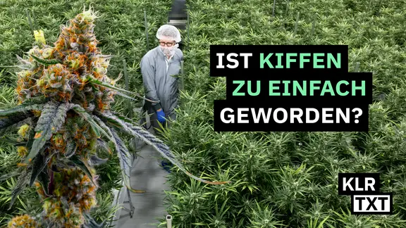 Blühende Cannabispflanze in einer Plantage.