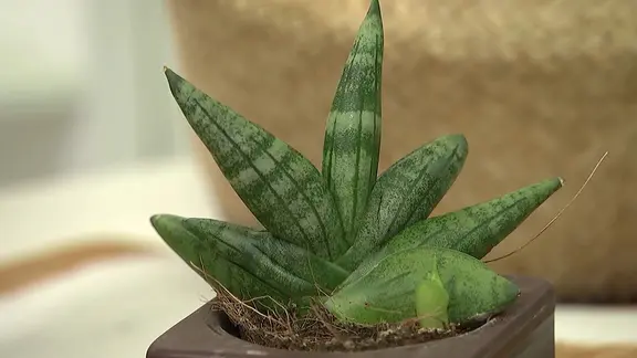 snake plant black gold Sansevieria Trifasciata 'Black Gold Dwarf'