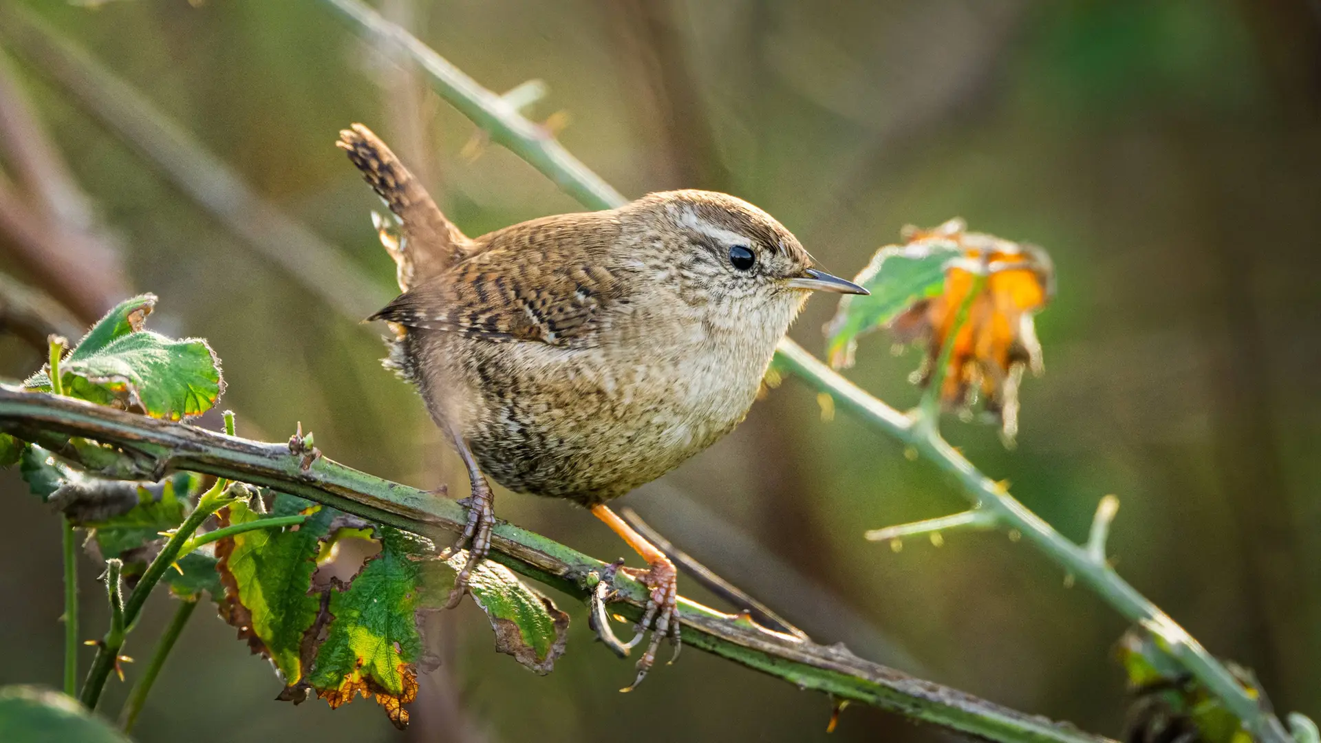 Plötzlich ist es still im Garten: Wo sind die Singvögel geblieben?