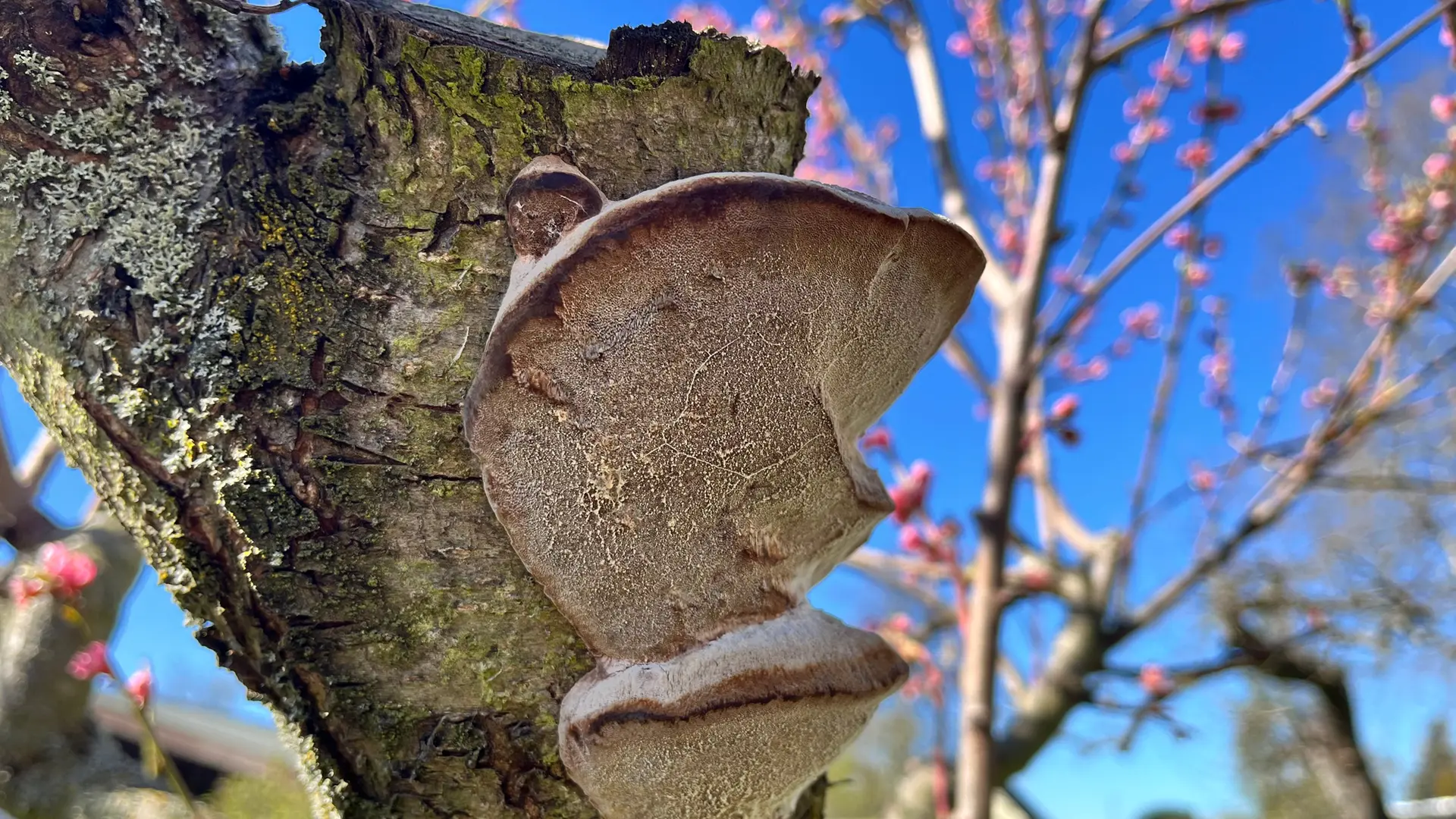 eibe pfahlwurzel Eibe (15 - 30 cm) als kräftige Wurzelware main image 1
