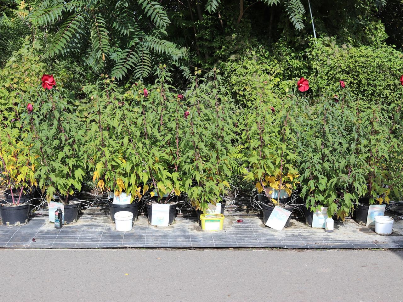 ab wann kann man cannabis düngen Bio-Cannabis-All-In-One-Dünger 1 Liter – Purgrün