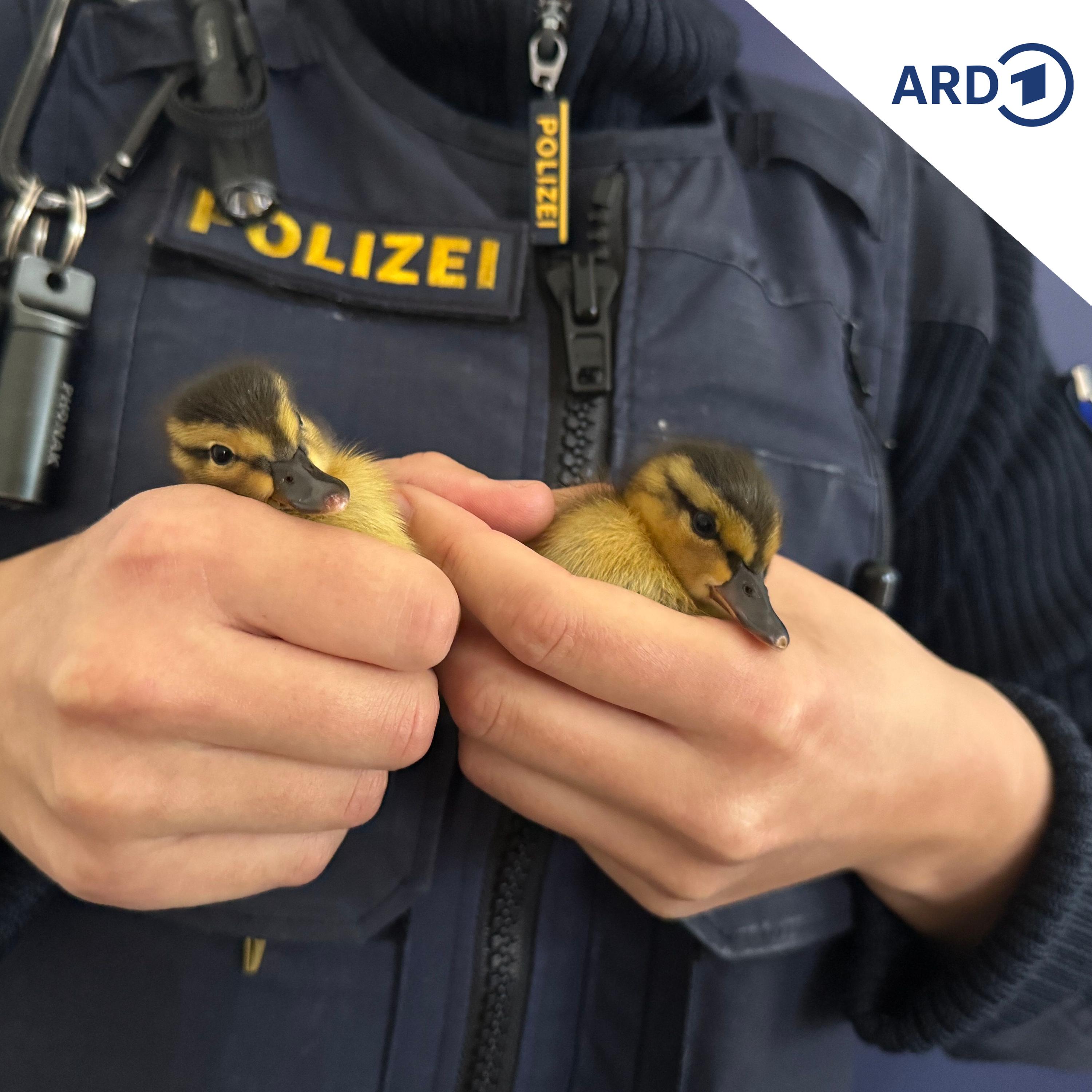 Der Polizeibericht am Morgen | 17.06.2026 episode artwork