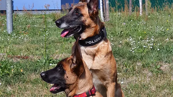 Polizei Suchhunde Joshi (hinten) und Maze