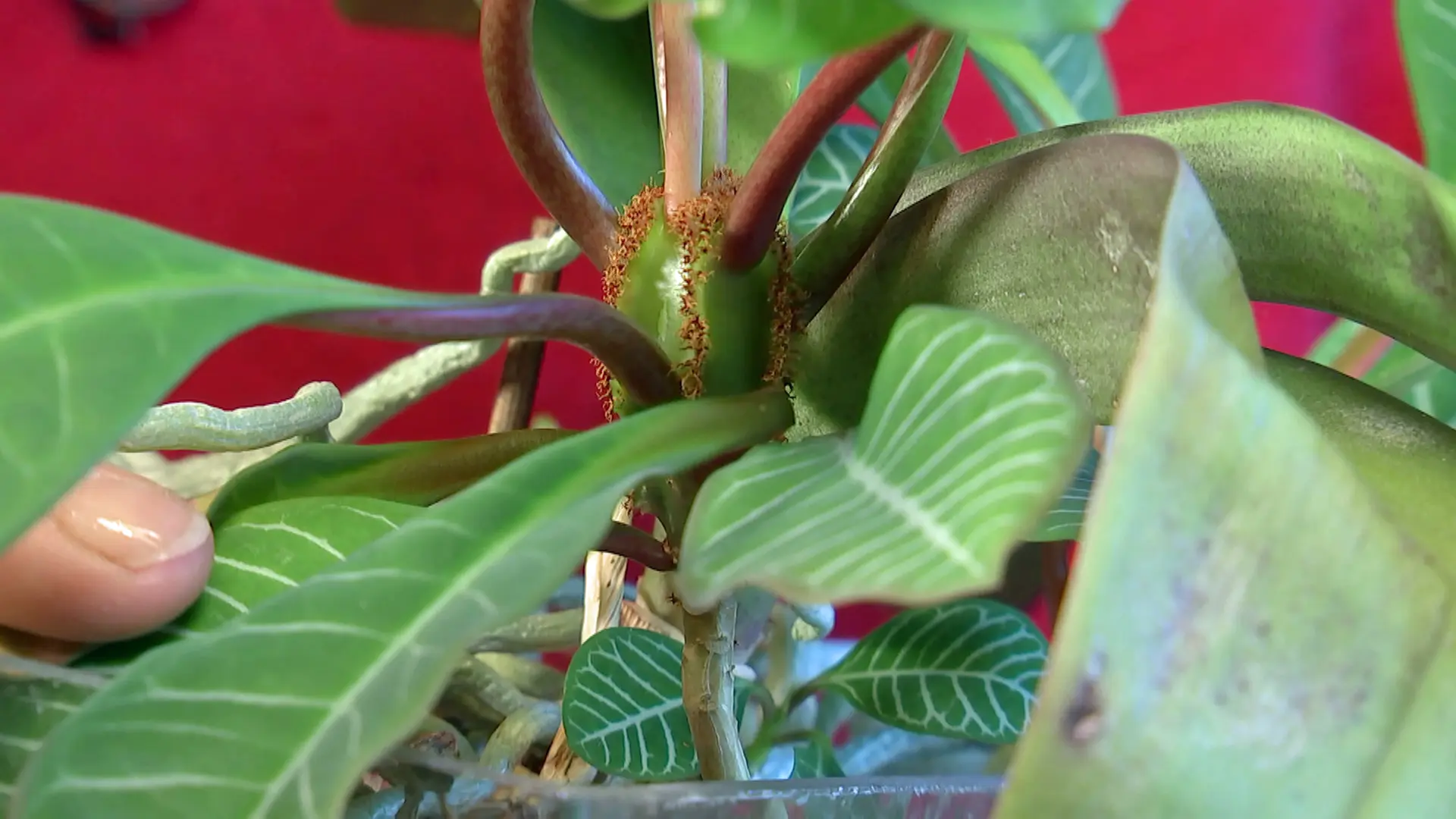Spuckpalme: Das Madagaskar-Juwel richtig pflegen