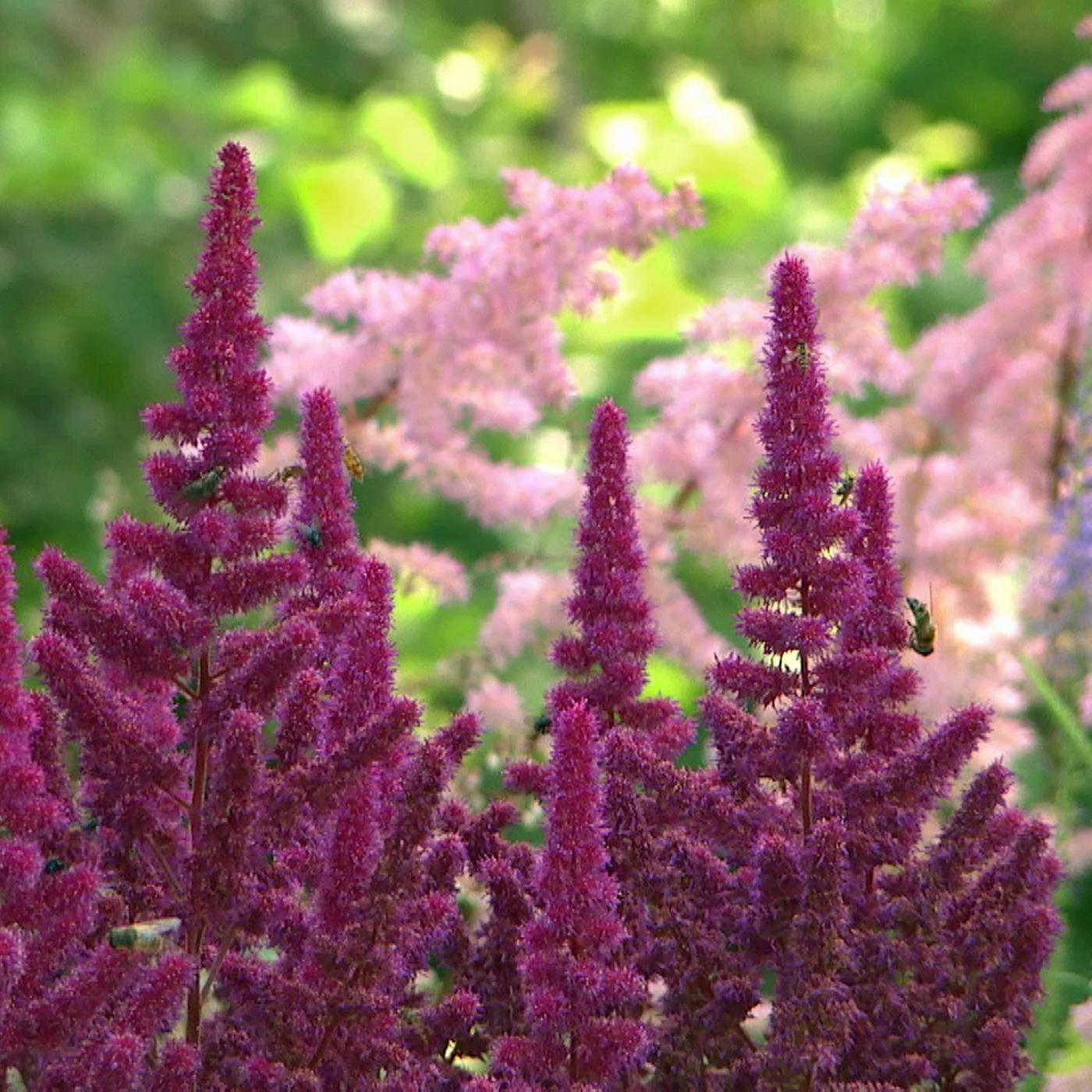 Prachtspiere: blhende Schattenstaude Astilbe fr Insekten | mdr.de