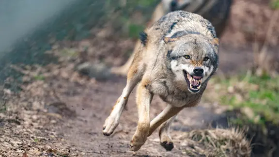 Wolf in einem Gehege in Hessen 