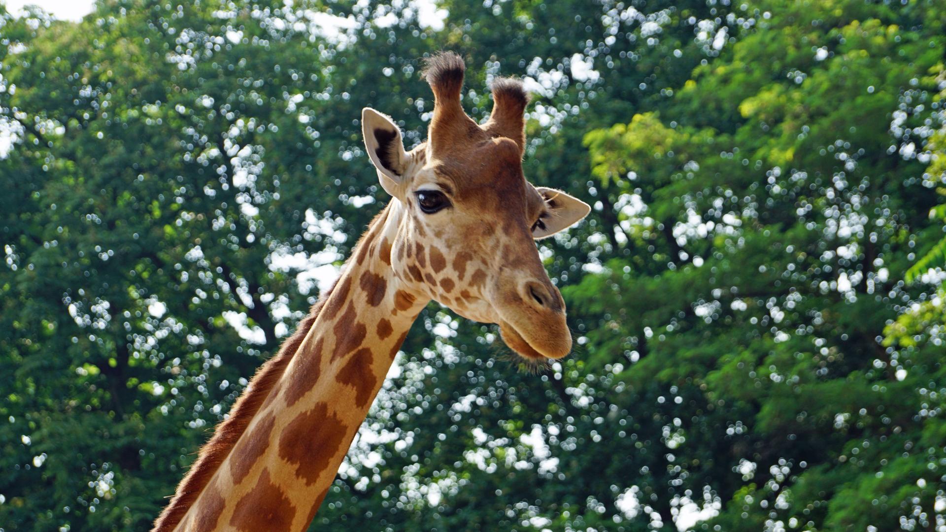 Zoo Dresden: Giraffenweibchen Gaia nach Belgien umgezogen