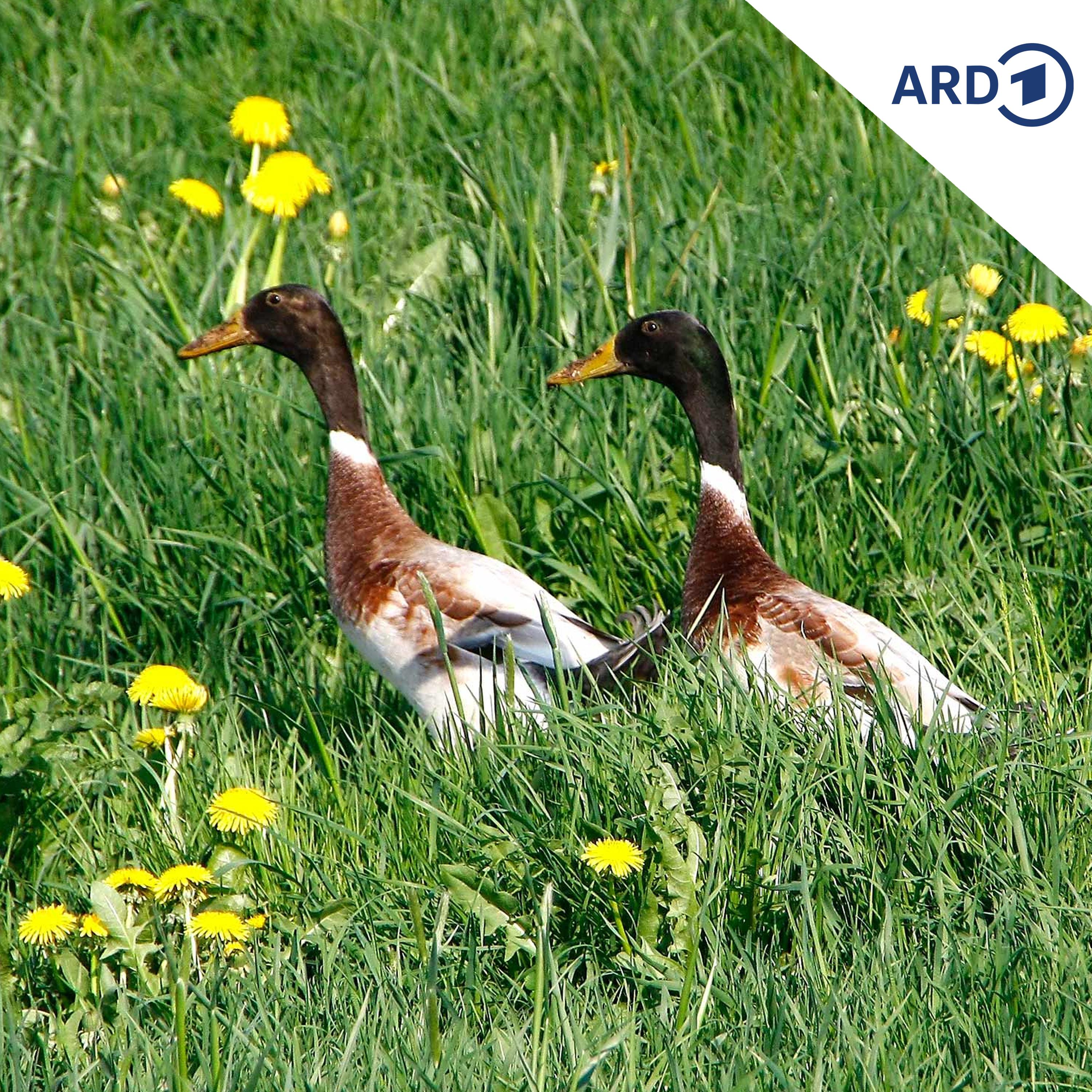 Enten-Alarm mit Geschichten gegen Langeweile!