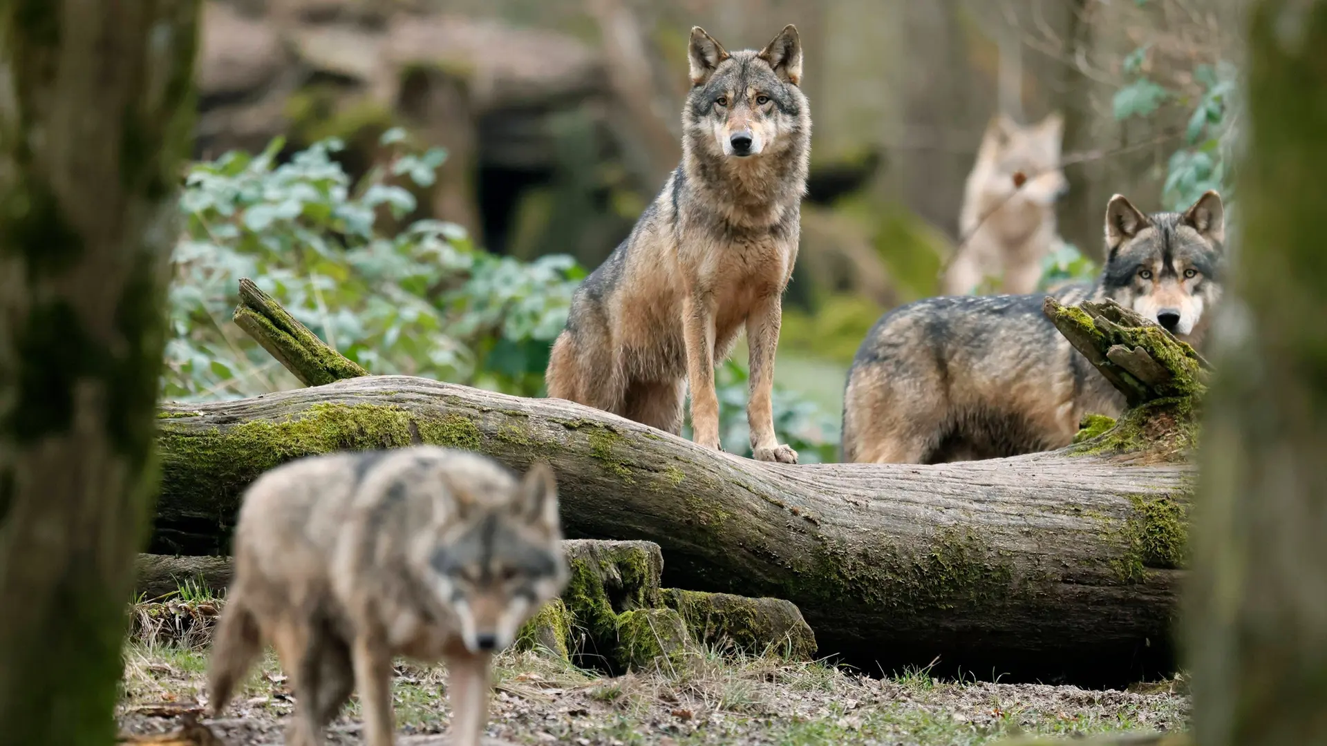 Wolf Rudel Ein Parasit macht den Unterschied: Infizierte Wölfe werden eher ...
