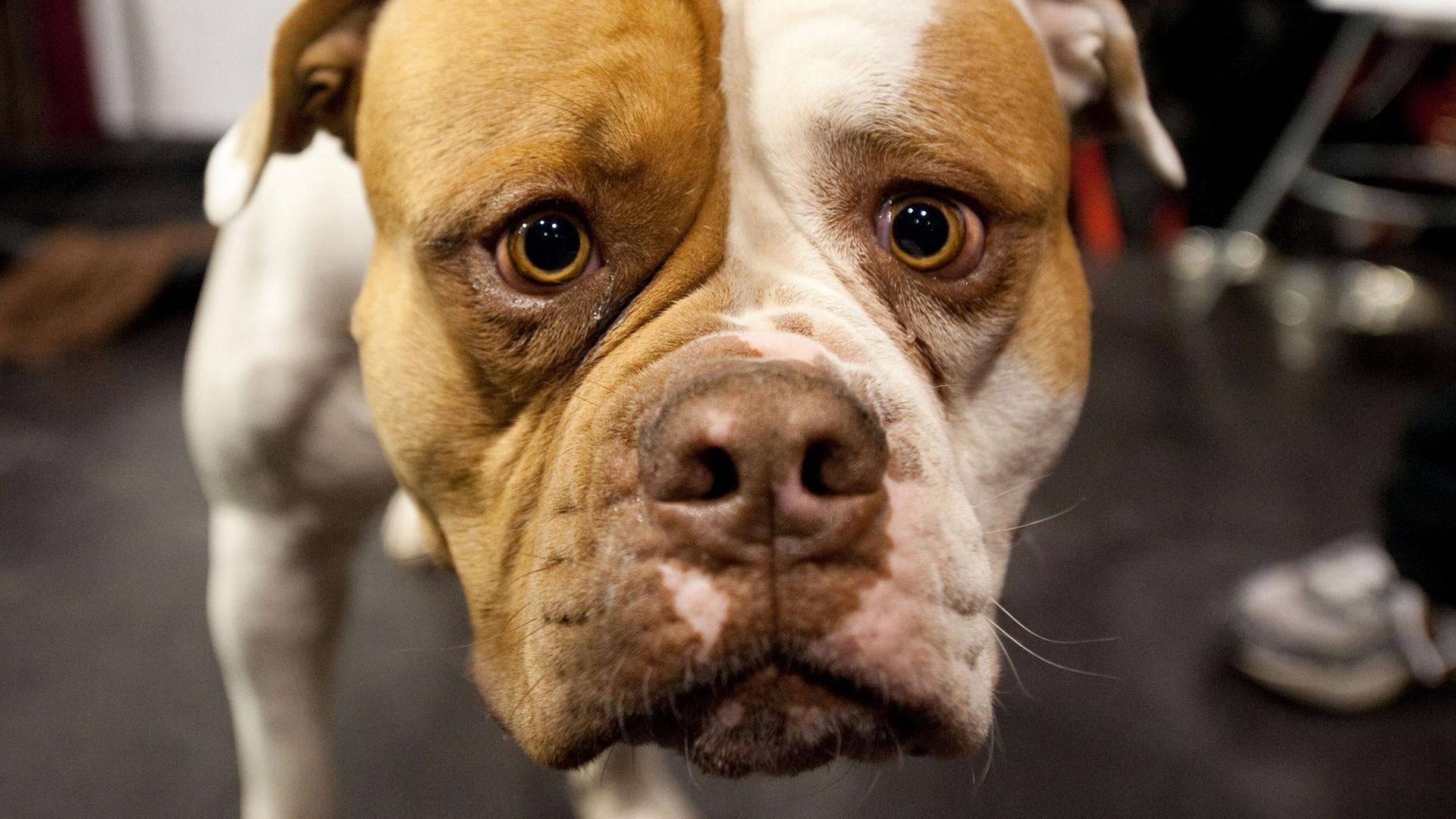 Ein Hund der Rasse American Bulldog schaut am 02.11.2012 in Berlin auf der Heimtiermesse im Velodrom in die Kamera. Die Heimtiermesse Berlin findet vom 02. bis 04. November statt. | Robert Schlesinger/dpa