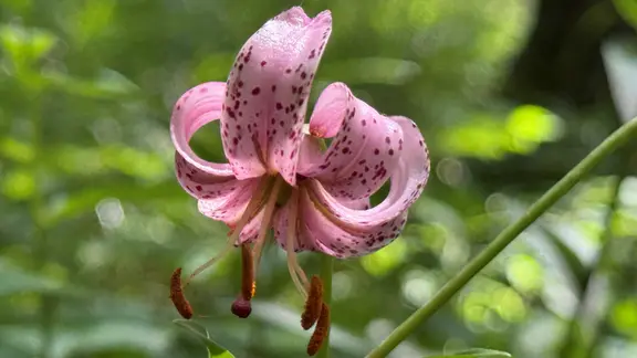 Lilien im Garten pflanzen, pflegen und vermehren | mdr.de