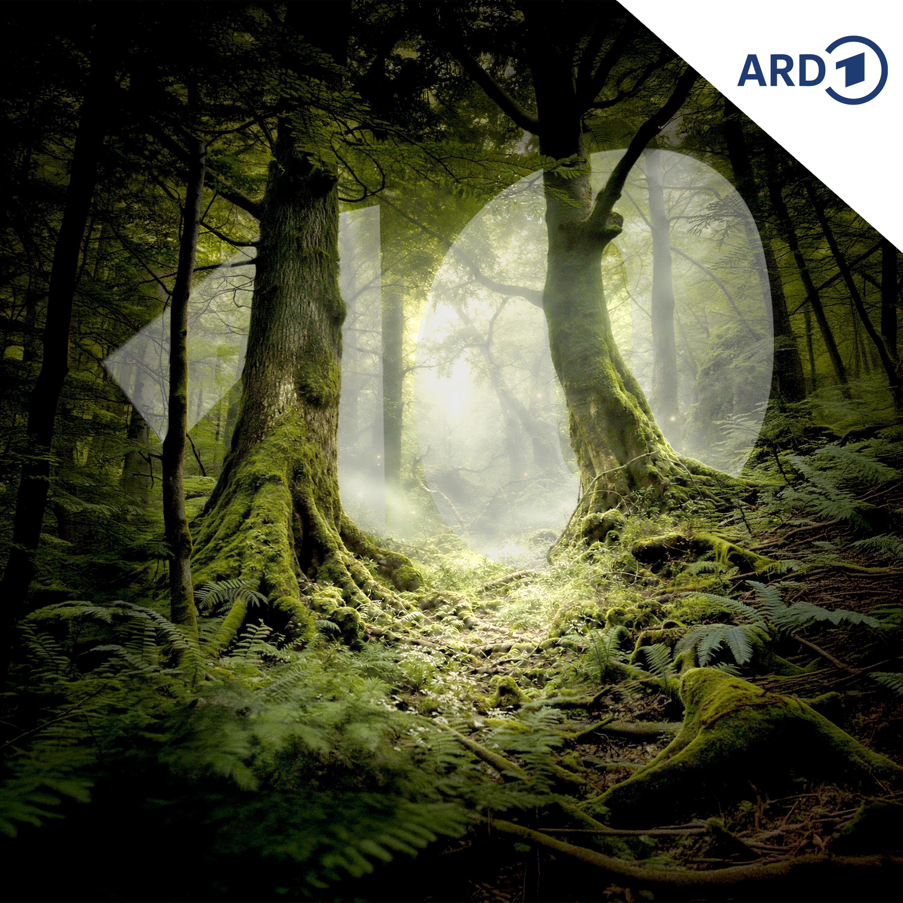 Play War der Wald früher wirklich besser?