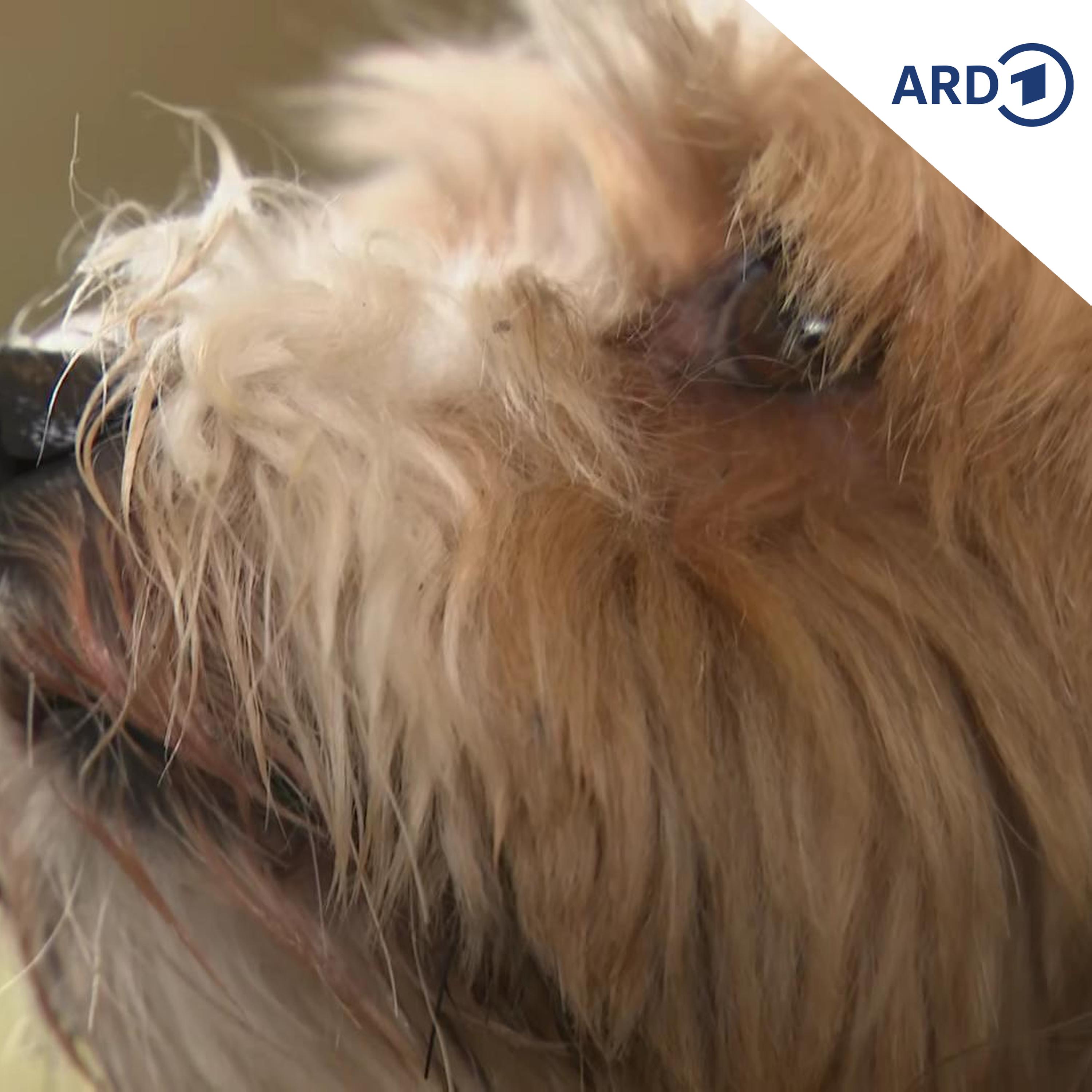 Der Polizeibericht am Morgen | 04.08.2026 episode artwork
