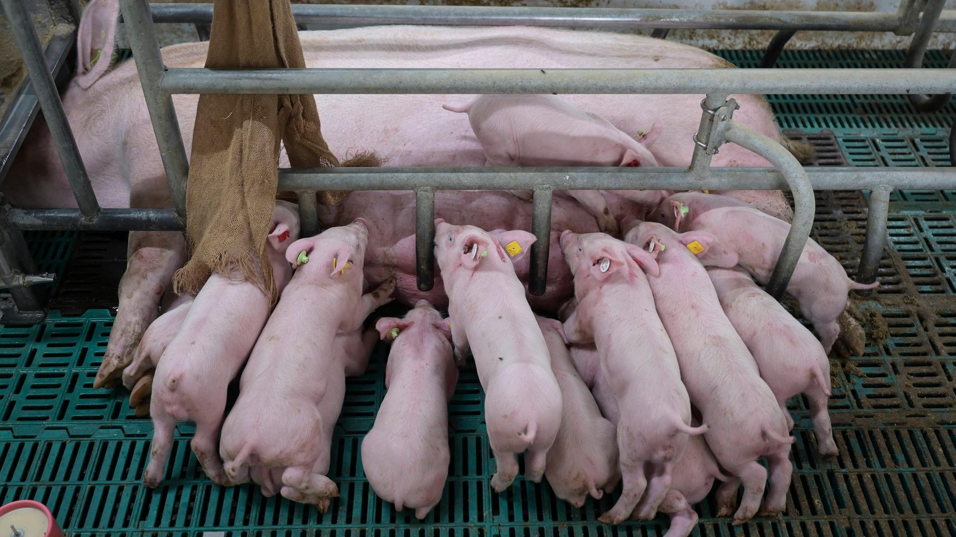 Sau mit Ferkeln in einem Schweinezuchtbetrieb |  IMAGO / Joerg Boethling