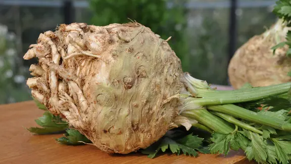 kohlrabi saatgut gewinnen Bio Saatgut Kohlrabi 'Superschmelz'  keep it grn