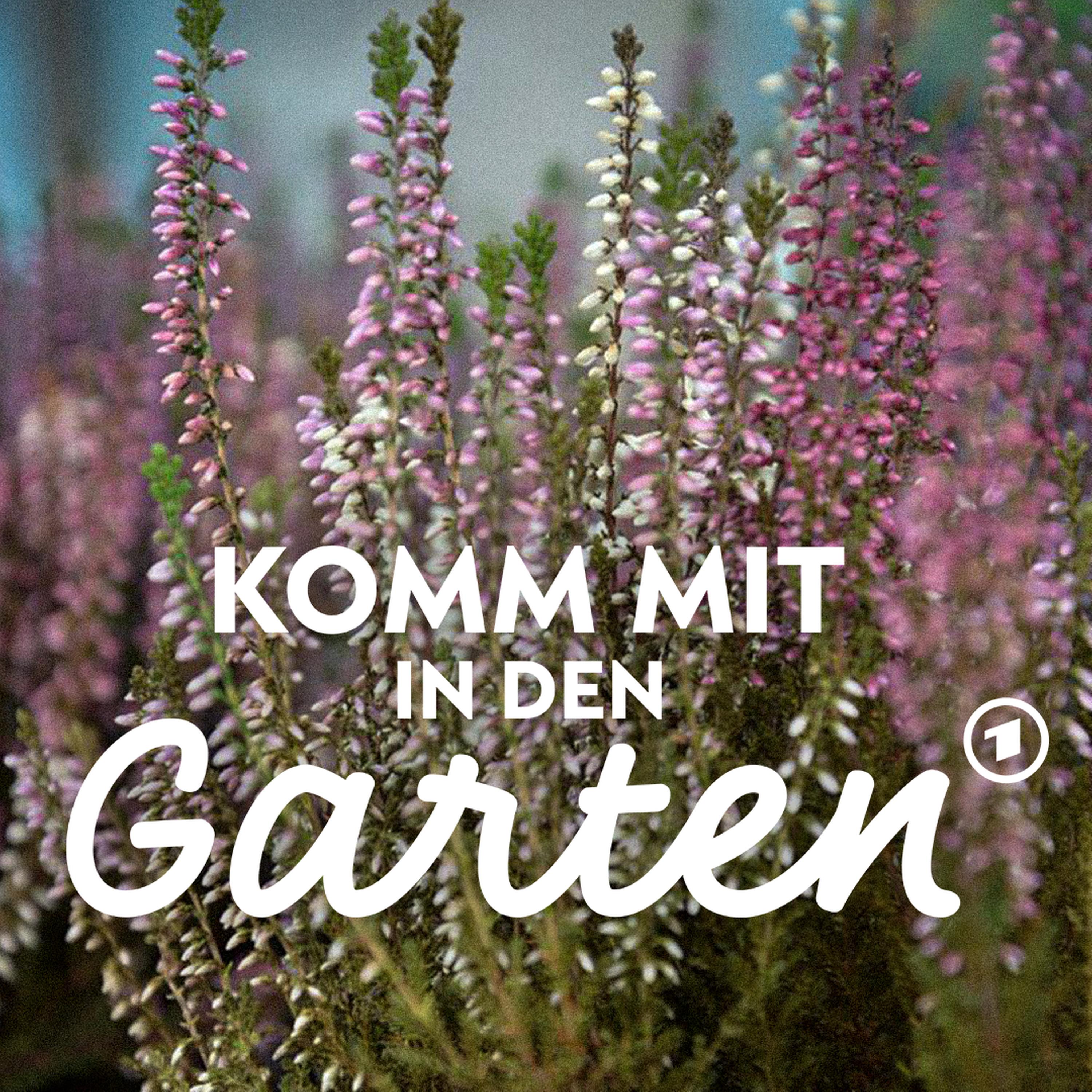 So einfach geht Heide im Garten episode artwork