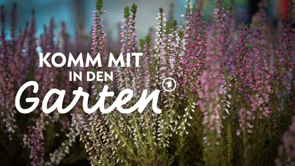 Heidekraut pflanzen und pflegen | mdr.de