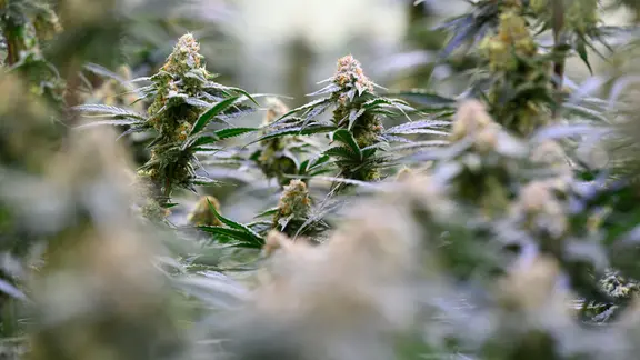 Cannabispflanzen wachsen in einem Blütenraum des Cannabis-Herstellers Aurora im Chemiepark Leuna. 