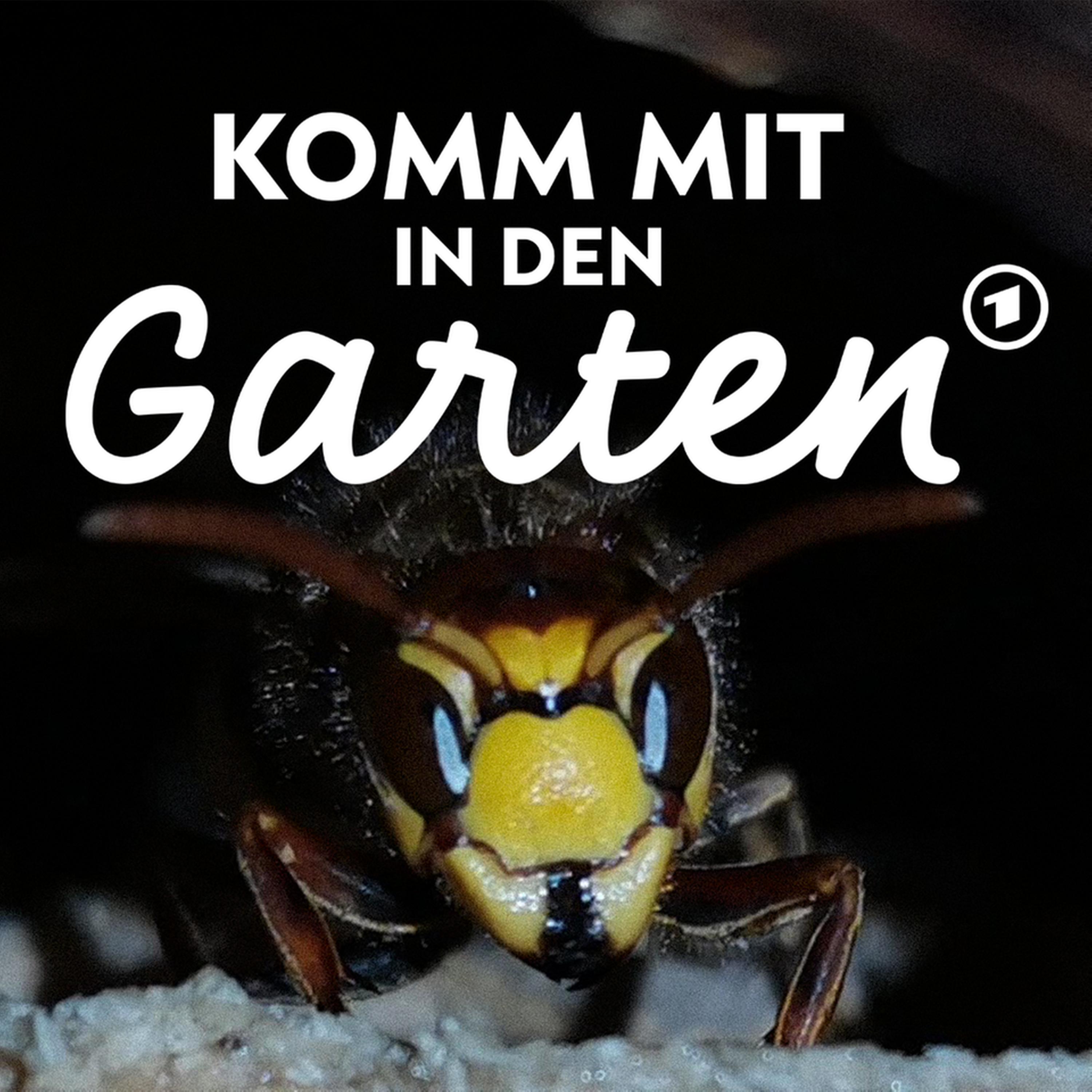 Wespen im Garten: Was hilft? episode artwork