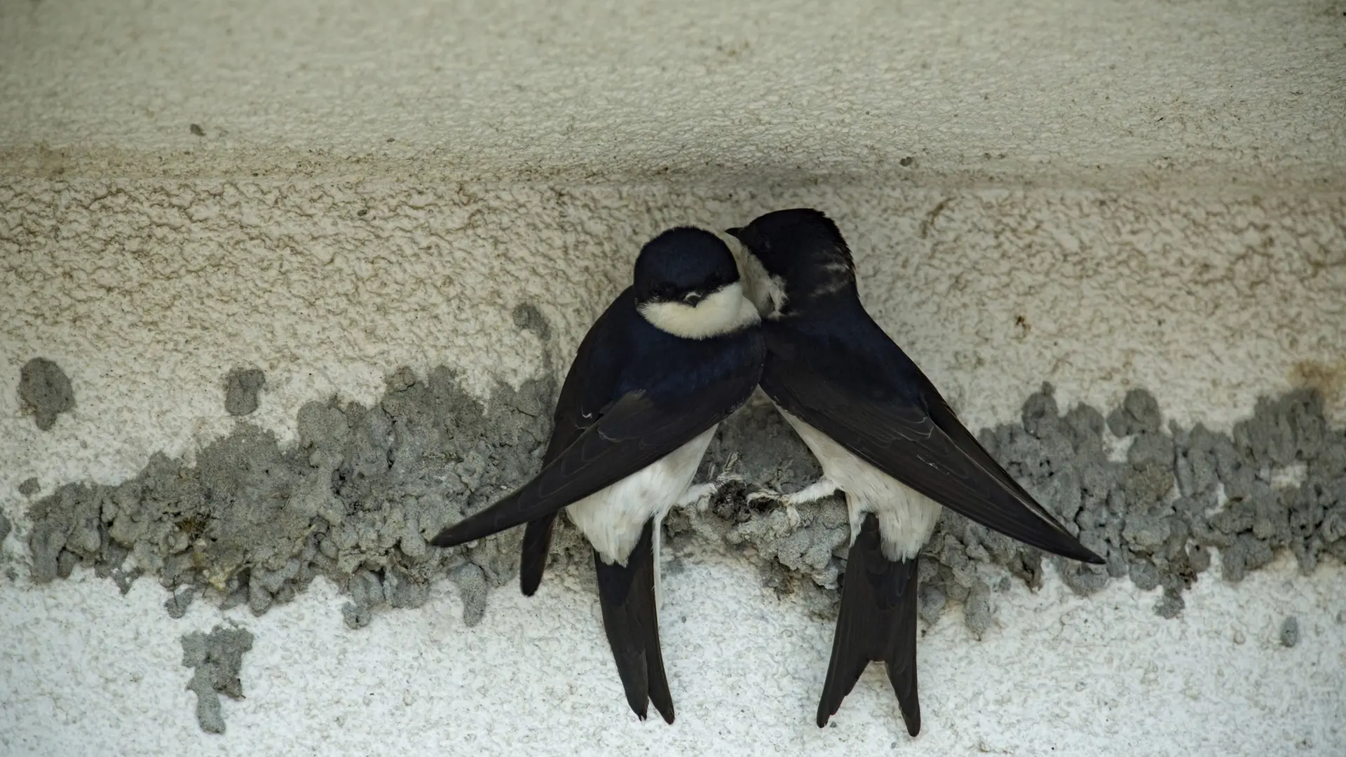 Mehlschwalbe ist Vogel des Jahres 2027