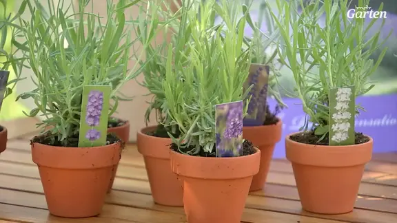 Lavendel: Den duftenden Strauch pflanzen, pflegen und vermehren | mdr.de