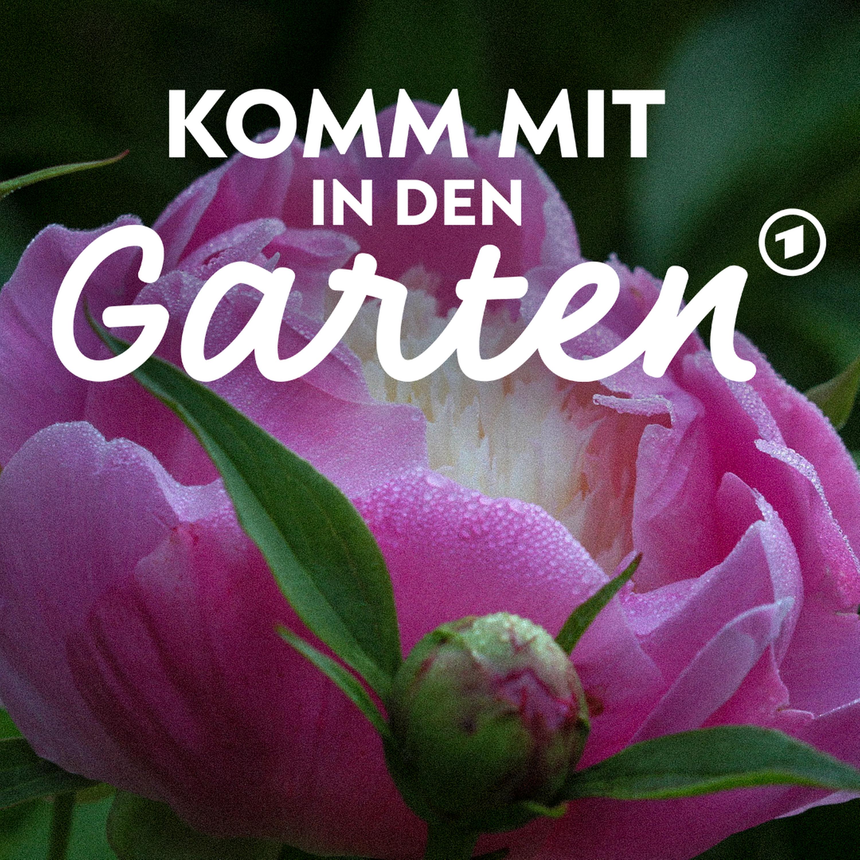 Pfingstrosen - so bekommst du tolle Blüten episode artwork