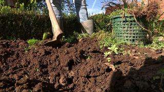 Gartenboden verbessern: Gemsebeete mulchen, dngen und abdecken