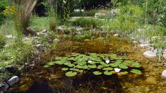 Vom Sprudelstein bis zum Schwimmteich: Wasser im Garten | mdr.de