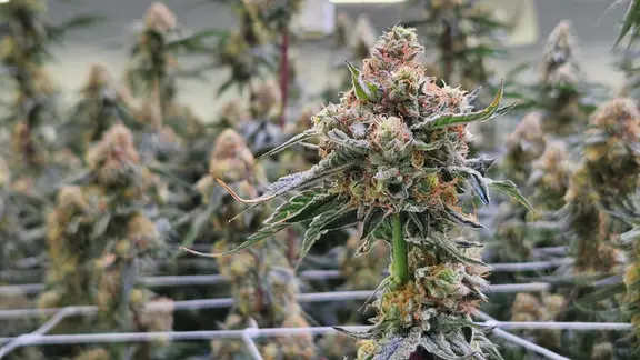 Cannabisblüten in der Halle der Firma Aurora in Leuna.