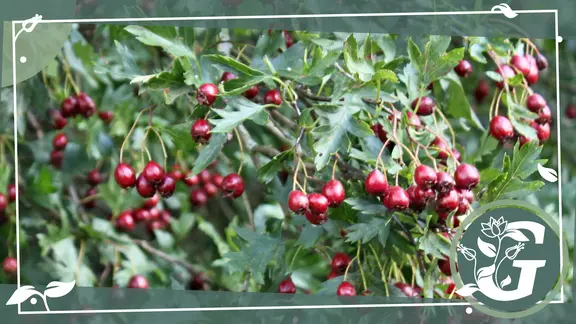 Falscher Jasmin - Pfeifenstrauch - pflanzen und pflegen | mdr.de