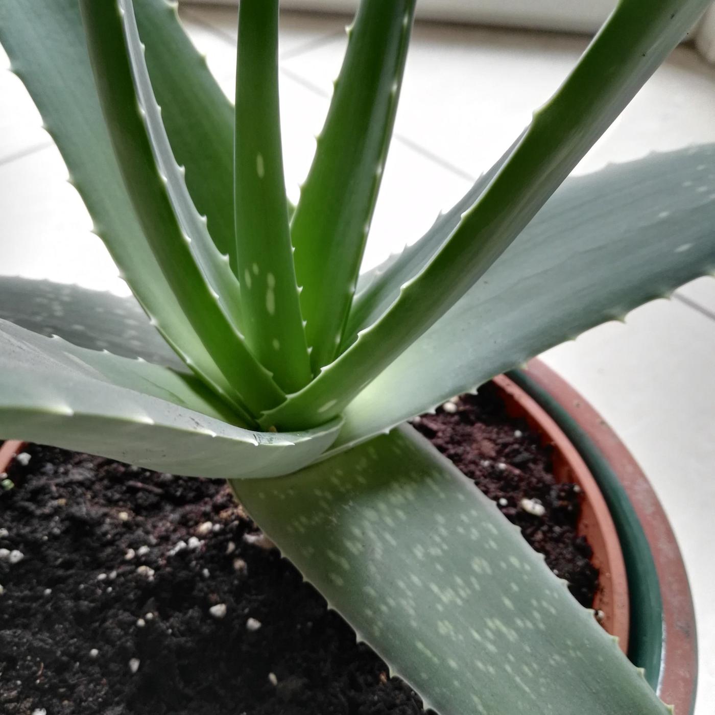 Aloe: Formenvielfalt und filigrane Blten