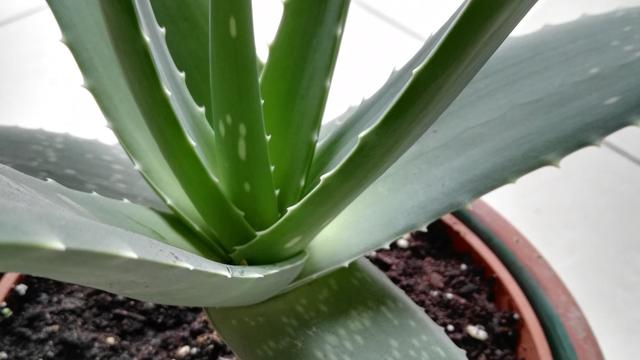 Aloe: Formenvielfalt und filigrane Blten
