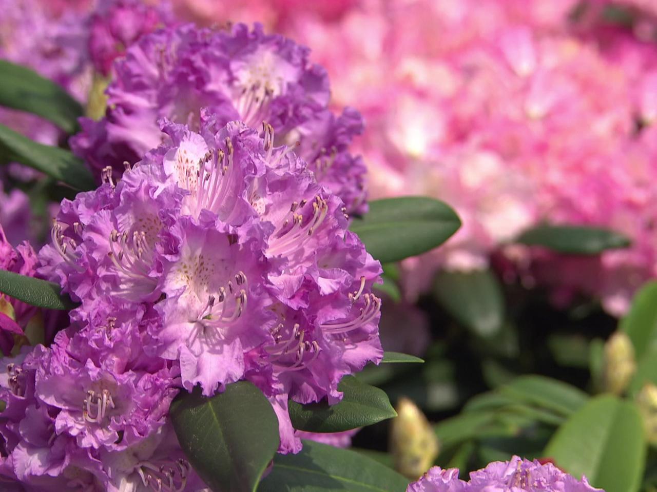 Rhododendron pflanzen und pflegen | mdr.de