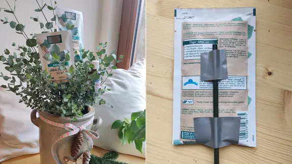 Eukalyptus im Topf richtig pflegen, gieen und fngen | mdr.de