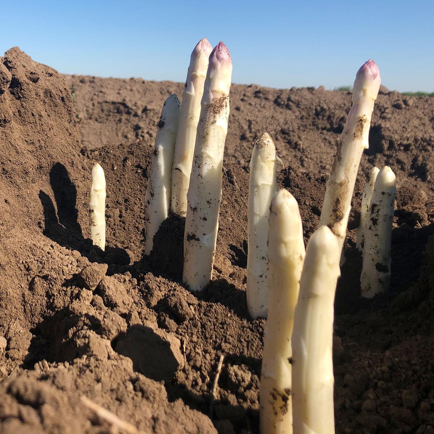 Spargel im Garten selbst anbauen - Schritt fr Schritt | mdr.de