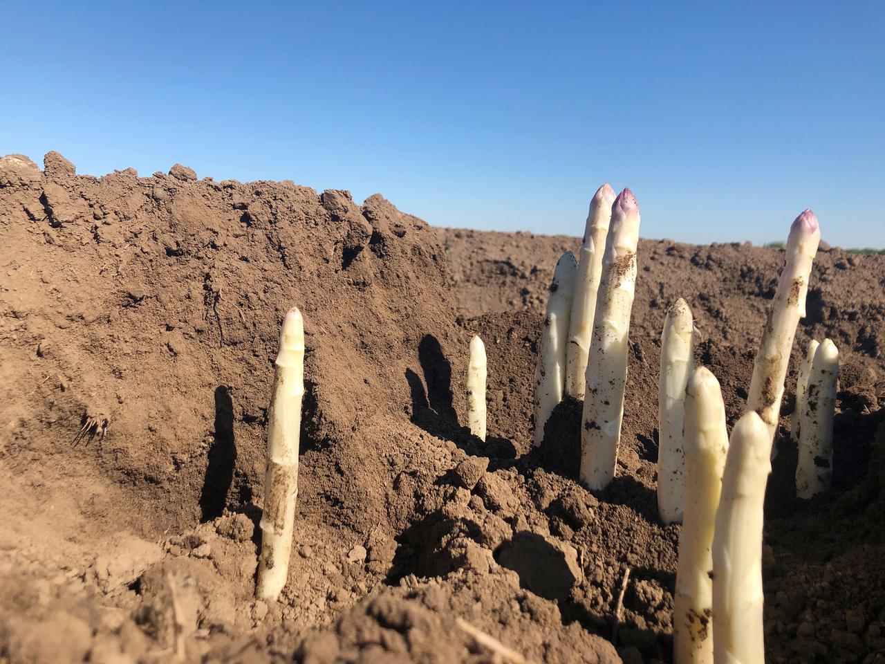 Spargel im Garten selbst anbauen - Schritt fr Schritt | mdr.de