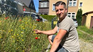 Wildblumenwiese erhalten - ber das erste Jahr hinaus