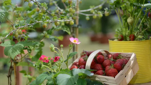 Obst auf Balkon und Terrasse: Fnf Beerenstrucher fr den Kbel | mdr.de