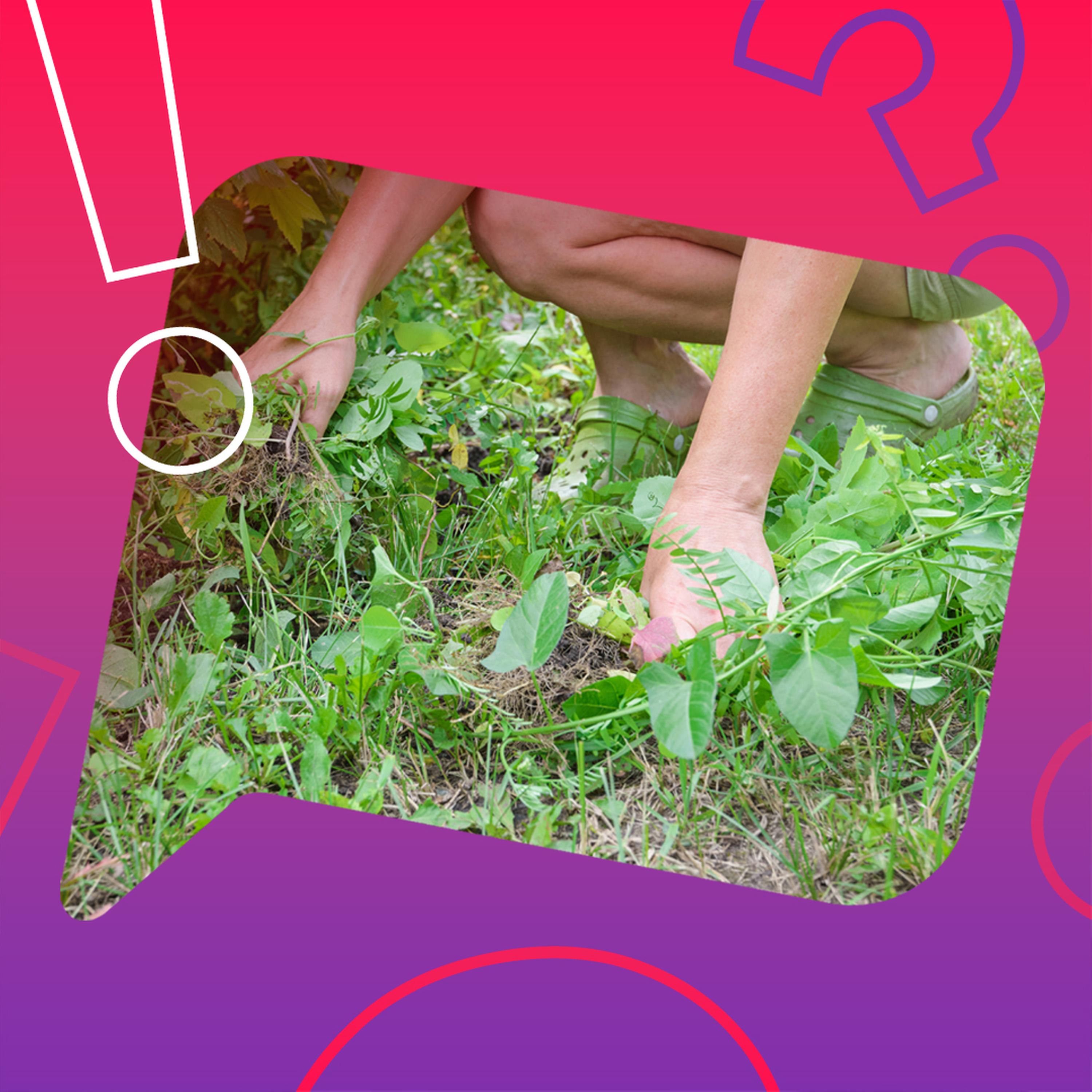 Wird zu Pfingsten in Thüringen Laub gesammelt? episode artwork