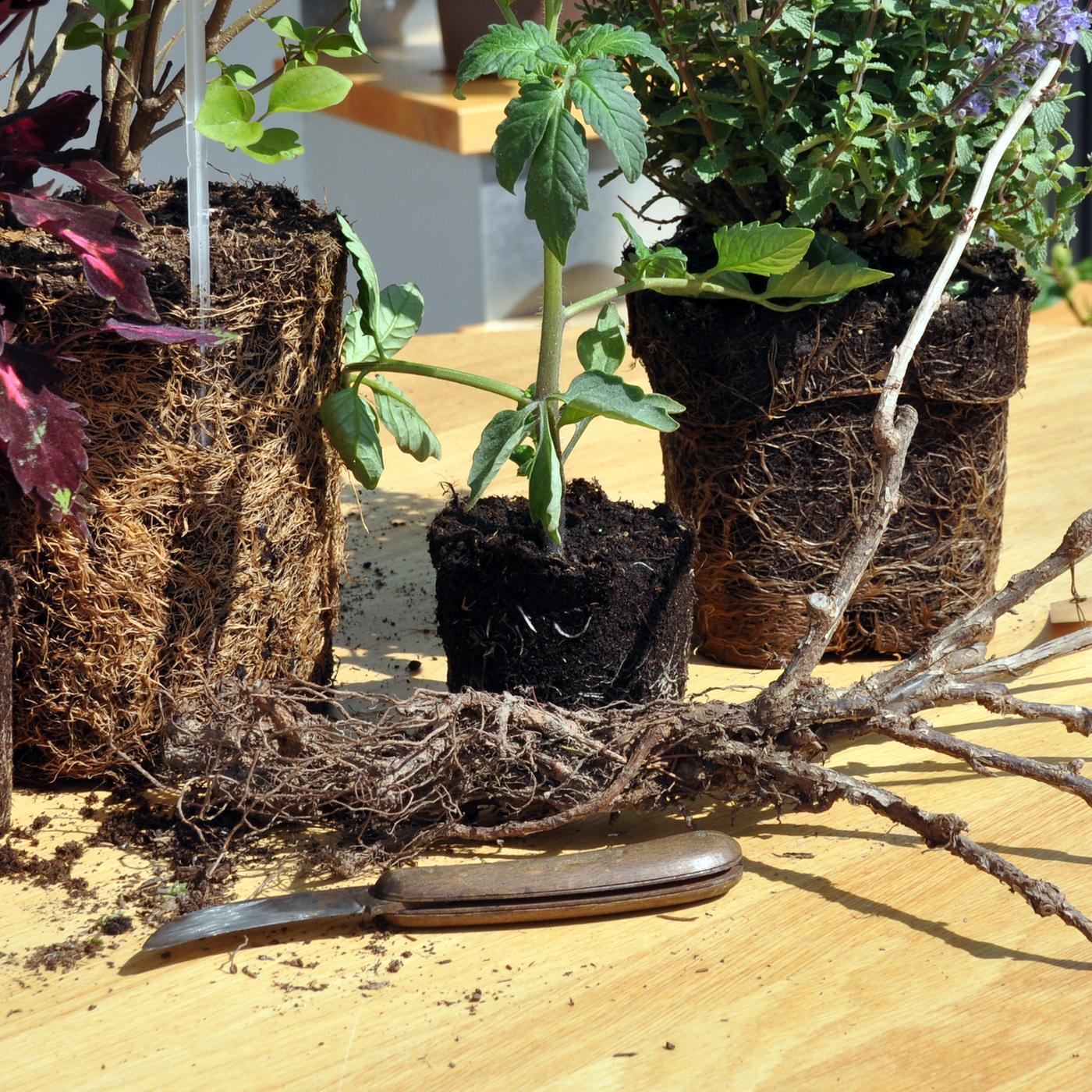 fcherpalme zimmerpflanze Trachycarpus fortunei