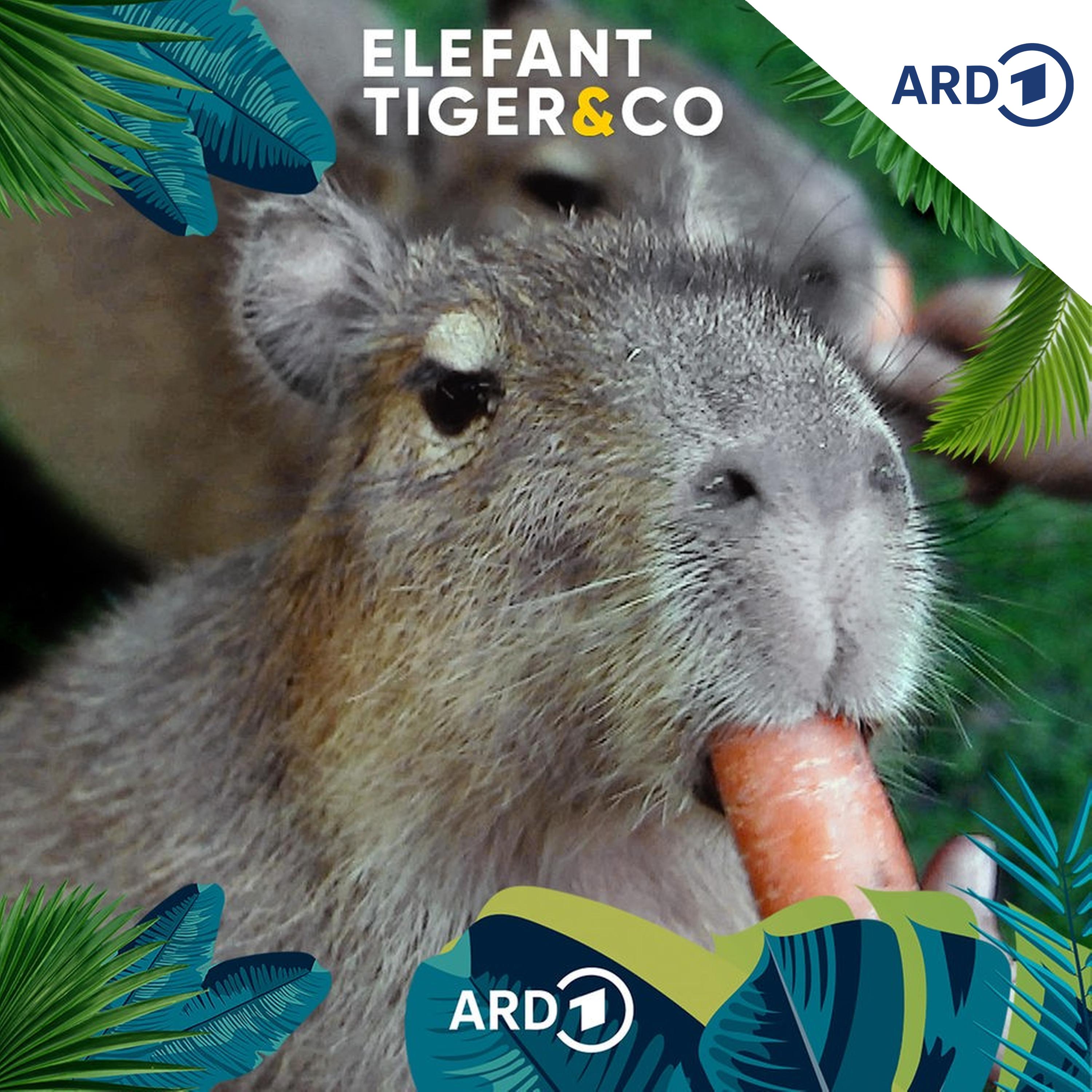 Capybaras - 50 Kilo tapsige Gemütlichkeit episode artwork