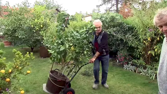 Orangenbaum im Topf: So pflegst du ihn richtig | mdr.de