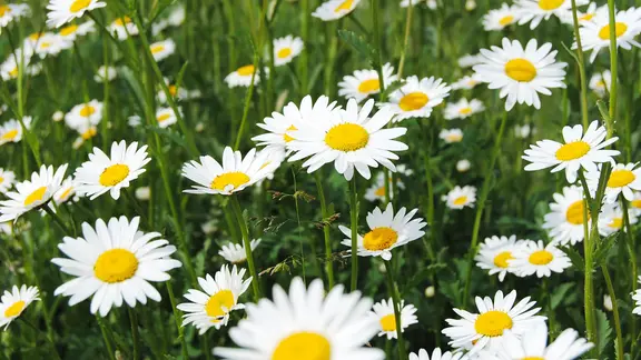 lavendel topfpflanze kaufen Topfpflanze Lavendel – WohnSinn