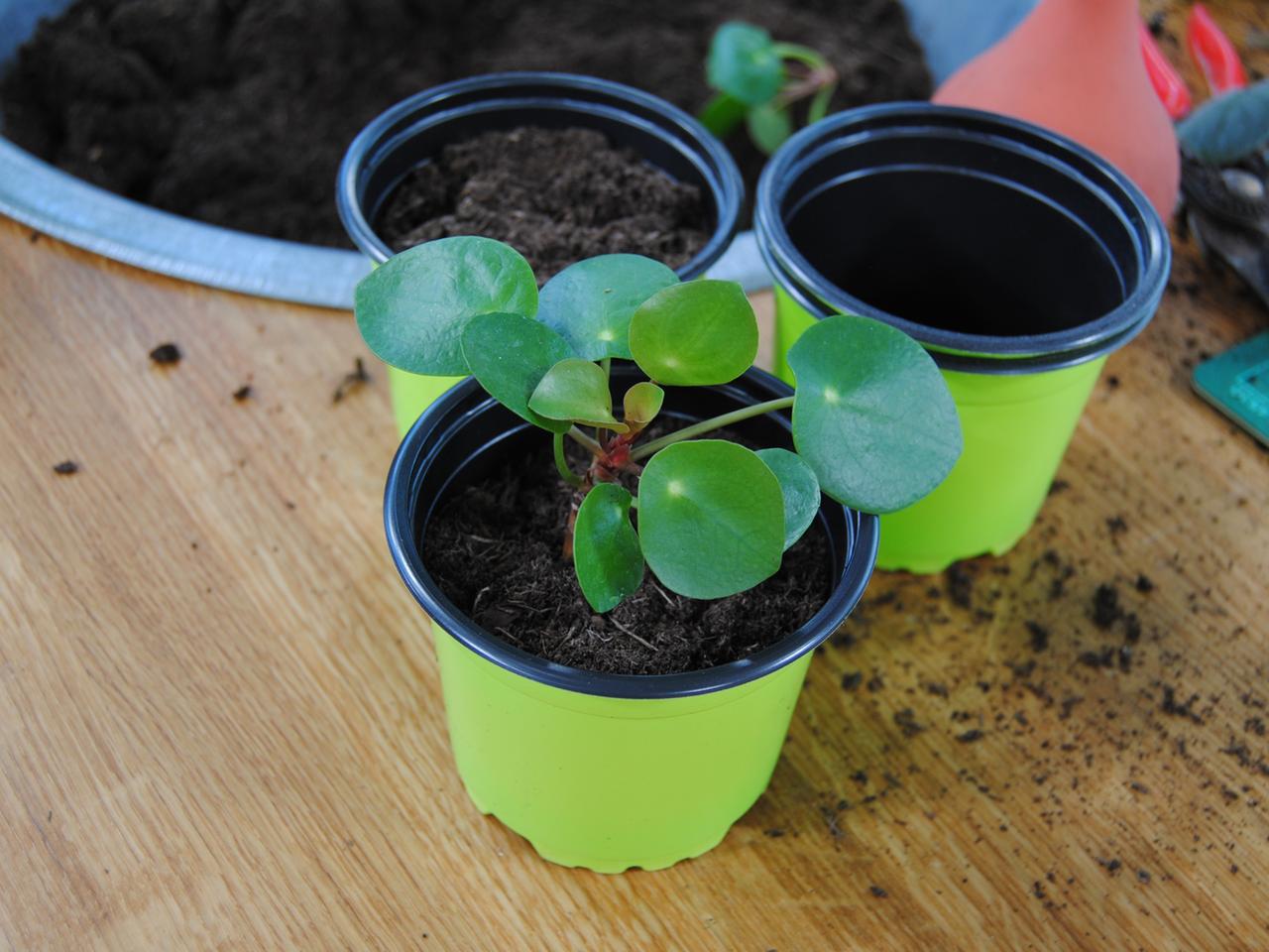 Ufopflanze Pilea richtig pflegen und einfach vermehren | mdr.de